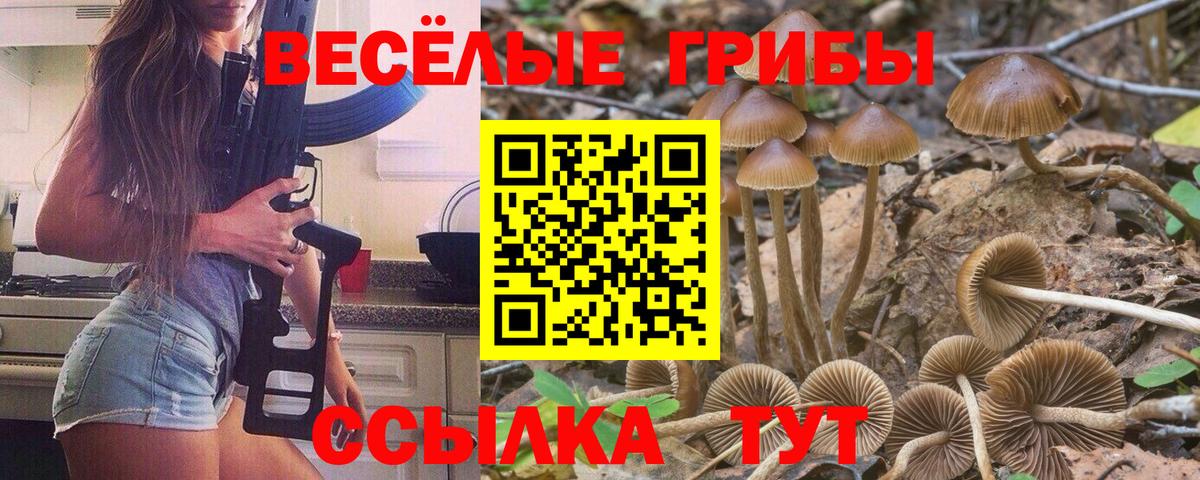 Сибай  цена   Вход с VPN  Галлюциногенные грибы Cubensis 